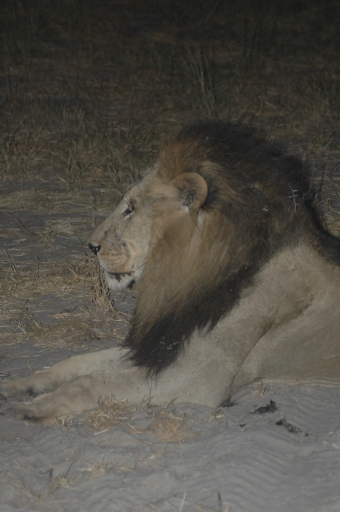 Male lion 2 